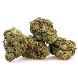 Flor CBD Amnesia 5Gr. Greeneo