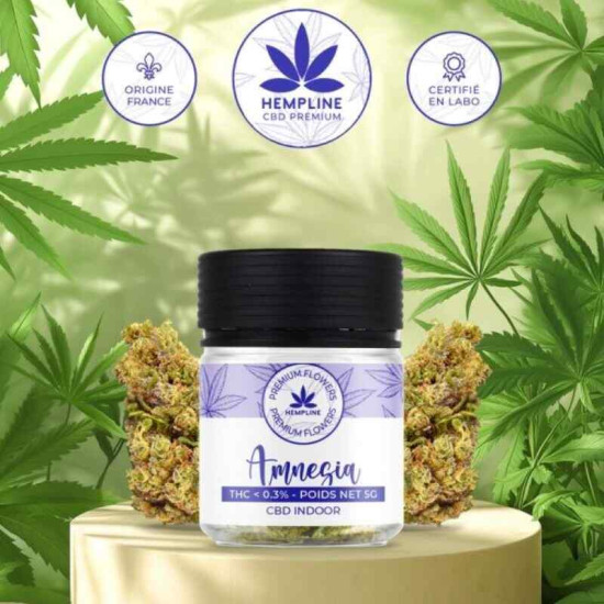 Flor CBD Amnésia 5gr. Hempline